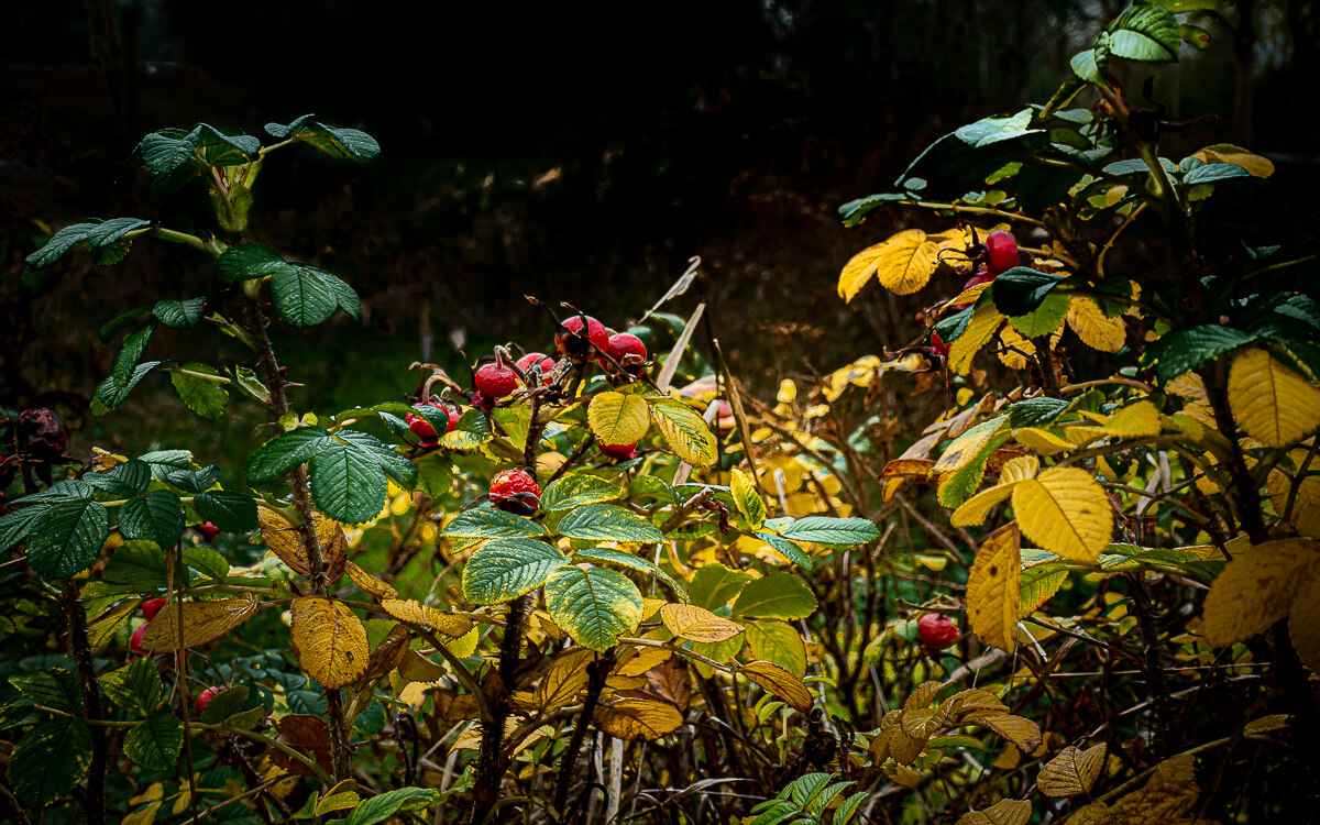 'Herfst en winter in De Hoge Dijk en De Riethoek'. Fotografie Anton Staartjes