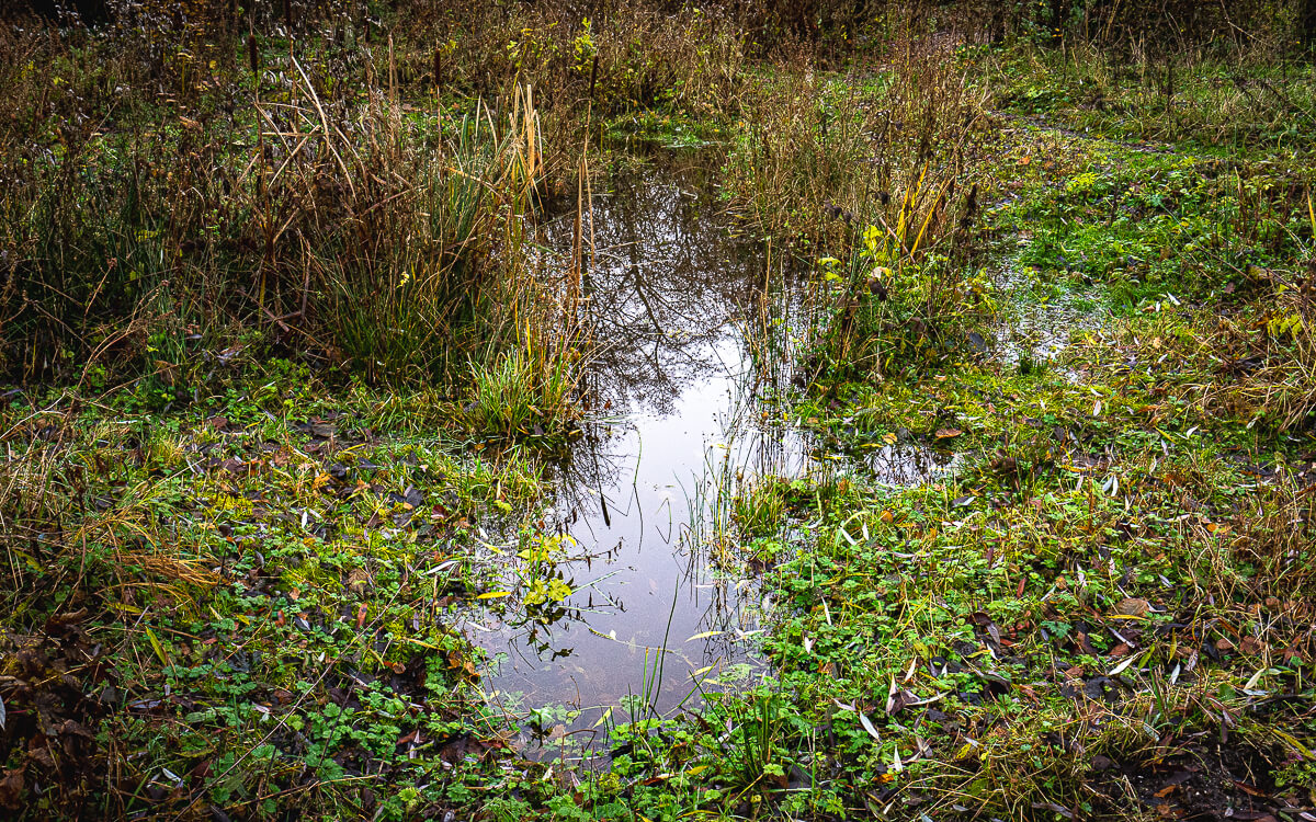 'Herfst en winter in De Hoge Dijk en De Riethoek'. Fotografie Anton Staartjes