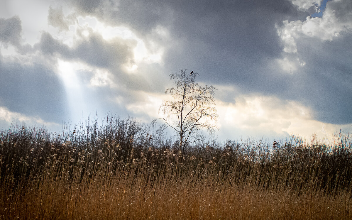 'Herfst en winter in De Hoge Dijk en De Riethoek'. Fotografie Anton Staartjes