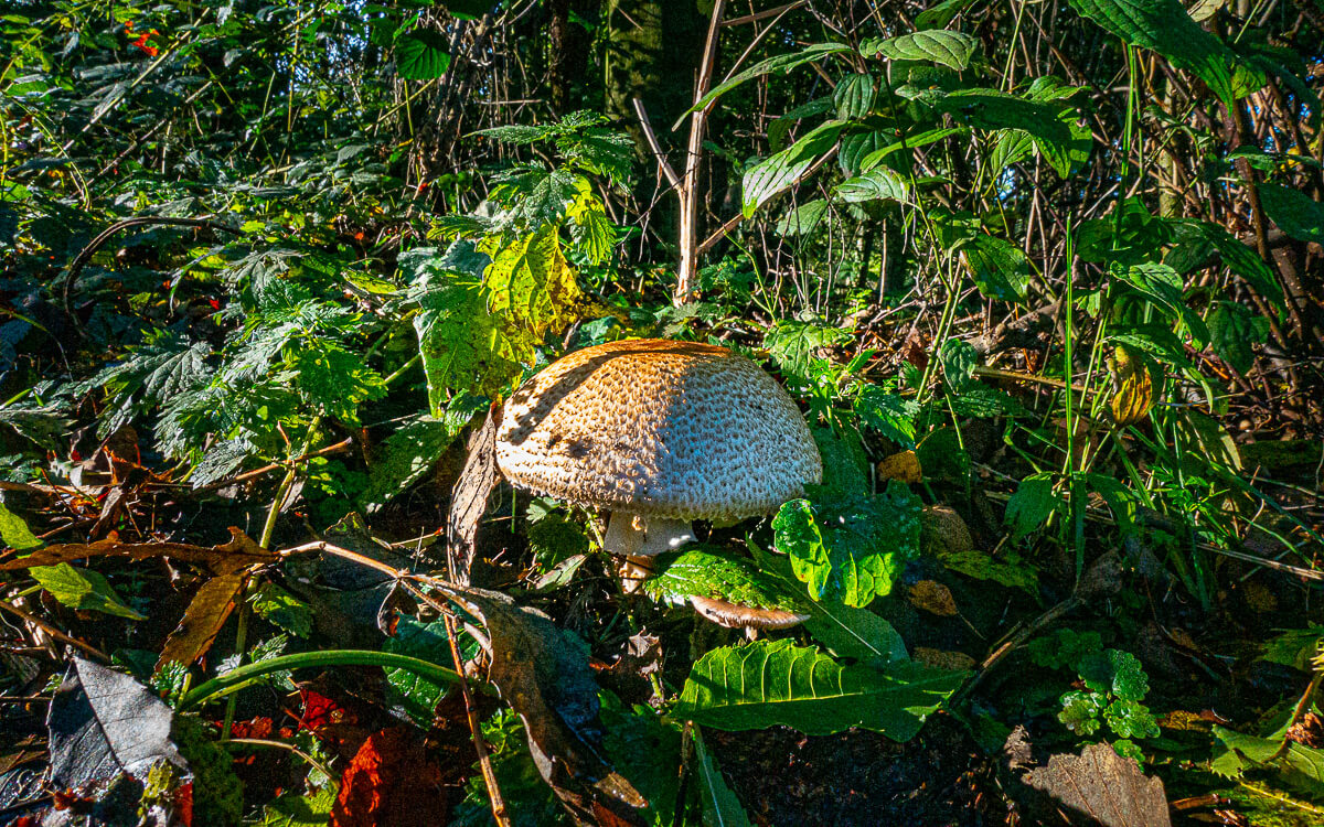 'Herfst en winter in De Hoge Dijk en De Riethoek'. Fotografie Anton Staartjes