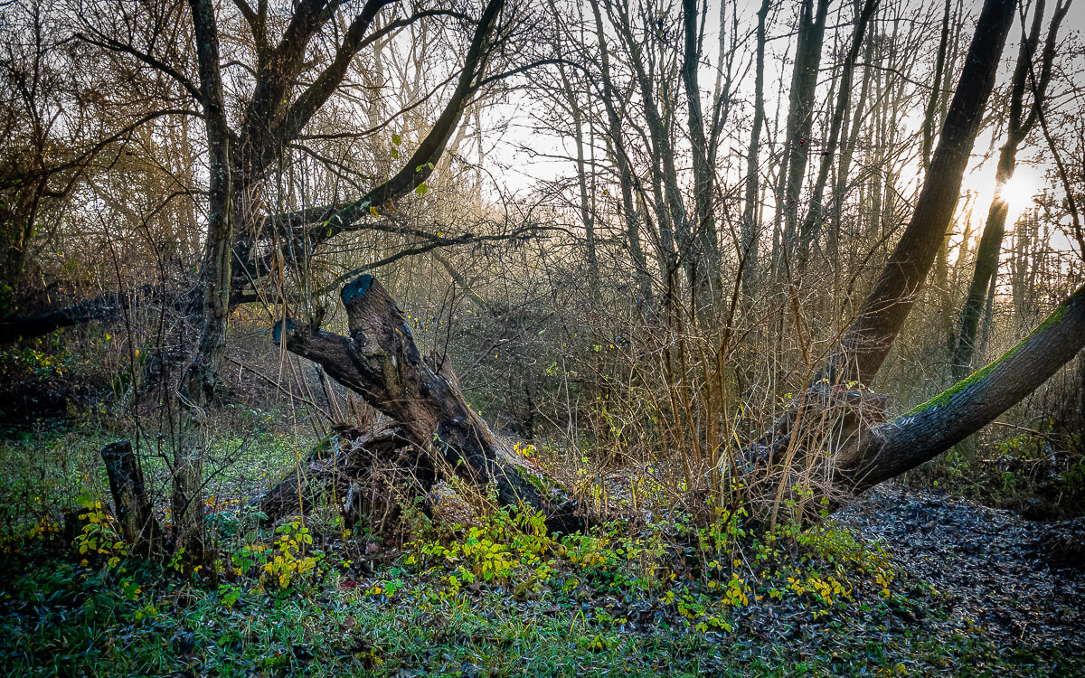 'Herfst en winter in De Hoge Dijk en De Riethoek'. Fotografie Anton Staartjes