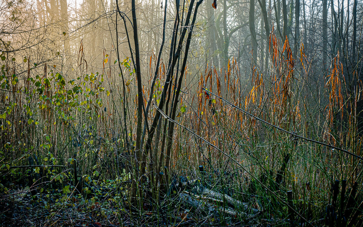 'Herfst en winter in De Hoge Dijk en De Riethoek'. Fotografie Anton Staartjes