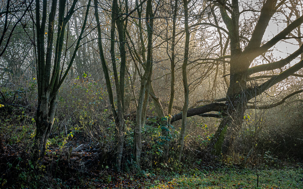 'Herfst en winter in De Hoge Dijk en De Riethoek'. Fotografie Anton Staartjes