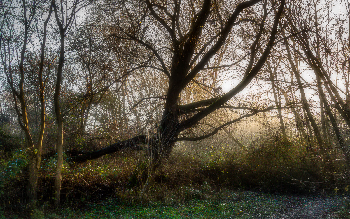 'Herfst en winter in De Hoge Dijk en De Riethoek'. Fotografie Anton Staartjes