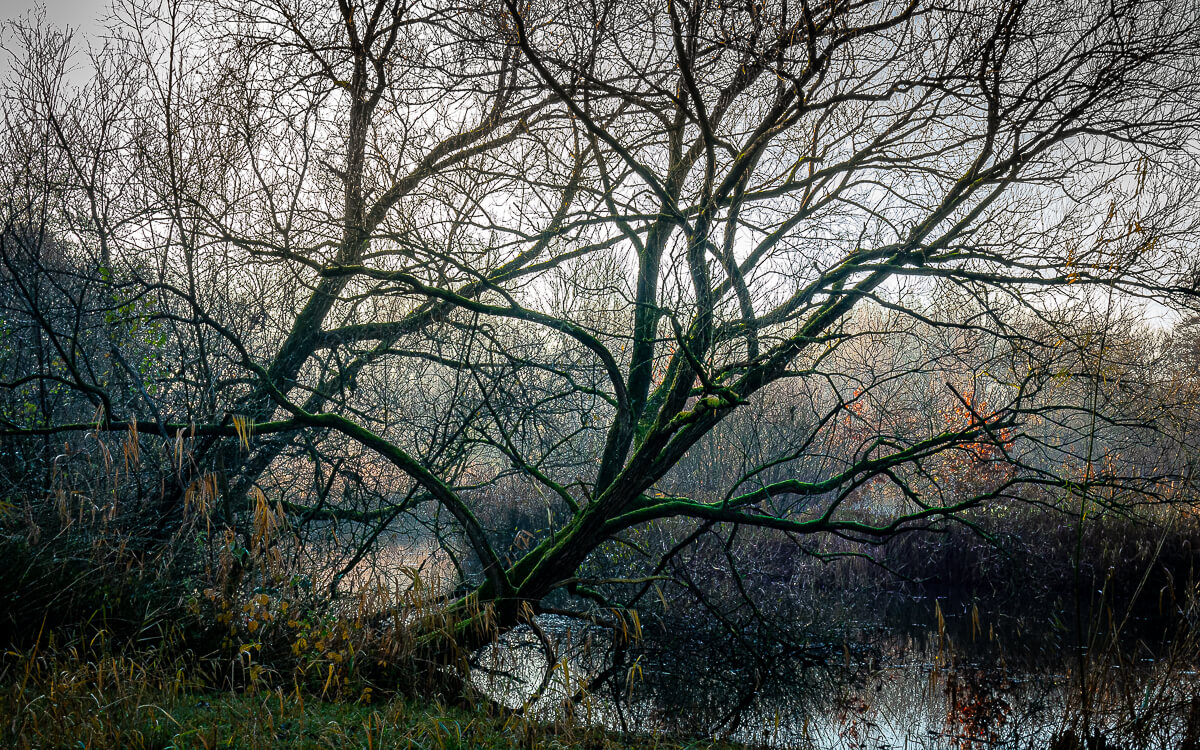 'Herfst en winter in De Hoge Dijk en De Riethoek'. Fotografie Anton Staartjes