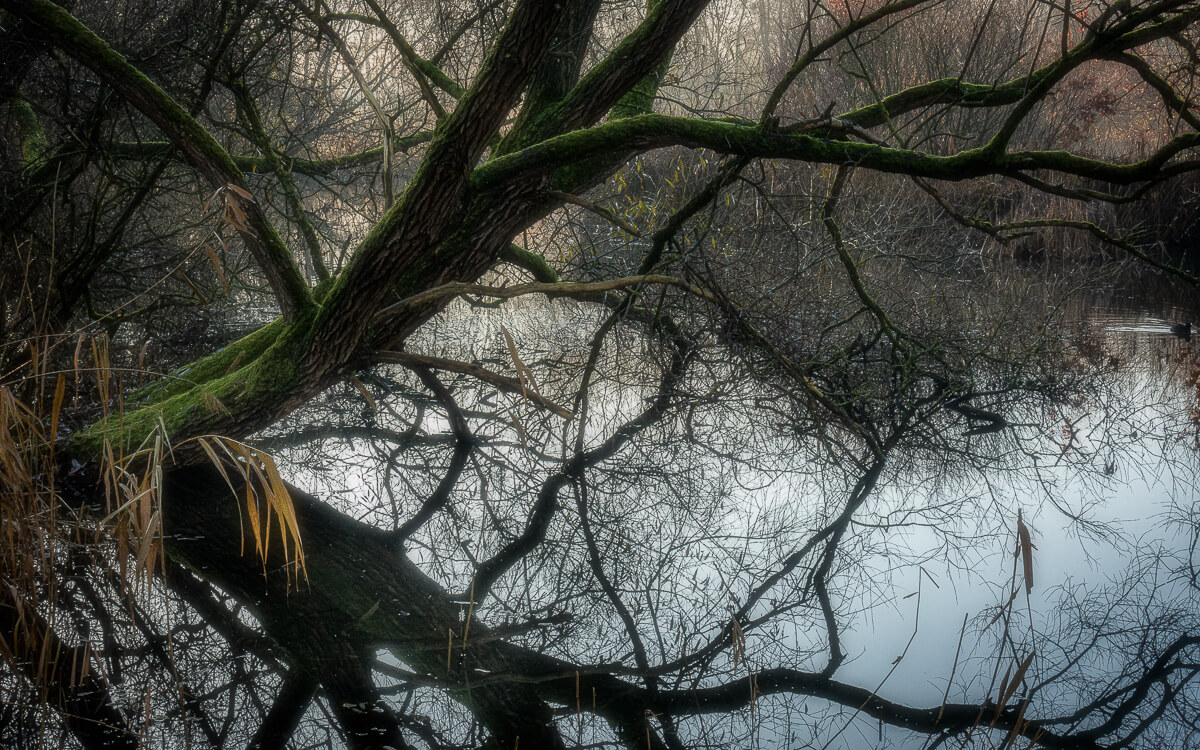 'Herfst en winter in De Hoge Dijk en De Riethoek'. Fotografie Anton Staartjes