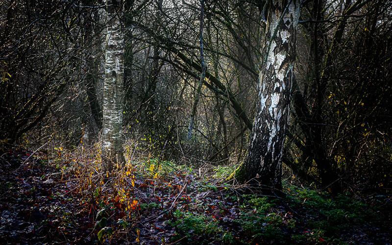 'Herfst en winter in De Hoge Dijk en De Riethoek'. Fotografie Anton Staartjes