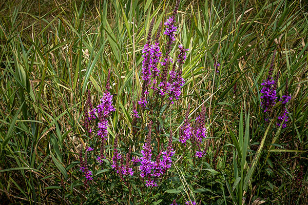 '9. Afbeelding wordt geladen...