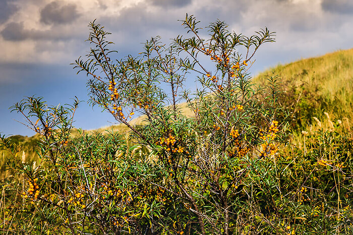 'Zee, strand en duinen op Texel'. Fotografie Anton Staartjes